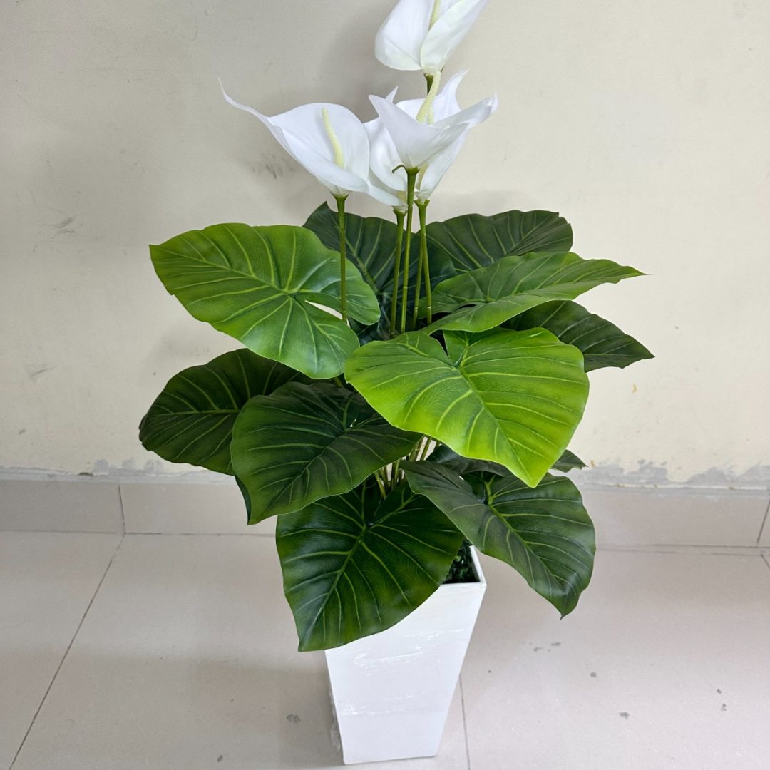 Planta de Cala BLANCO + Maceta de trupan | 90cm