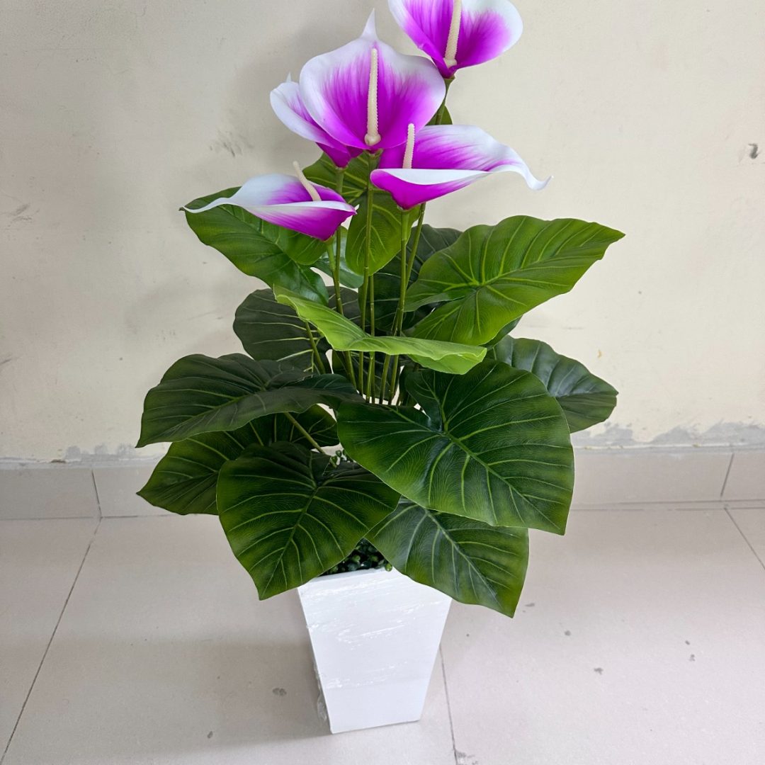 Planta de Cala   LILA / BLANCO + Maceta de trupan | 90cm