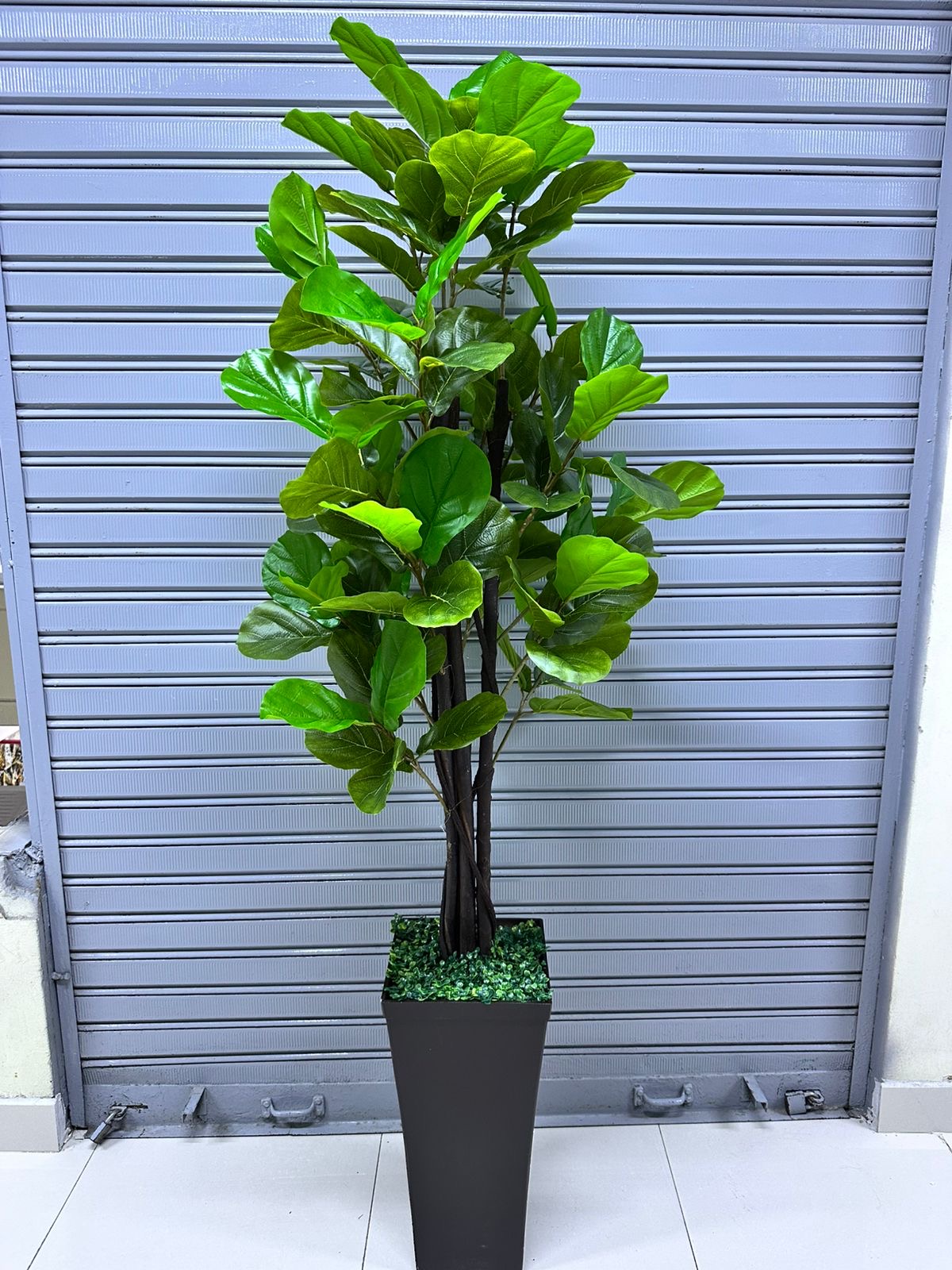 Planta Ficus Lyrata | Maceta de trupan | 200cm