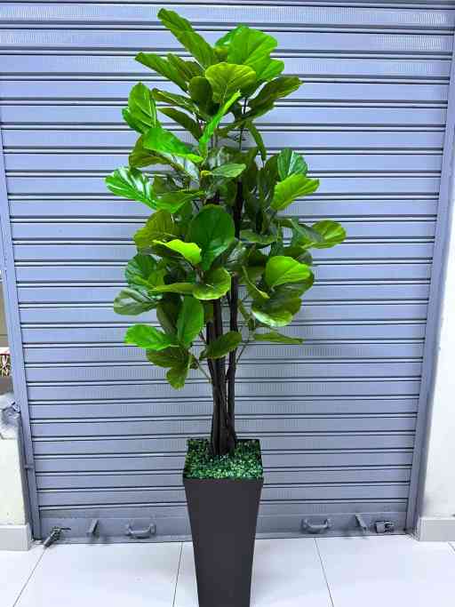 Planta Ficus Lyrata | Maceta de trupan | 200cm — Plantas Artificiales