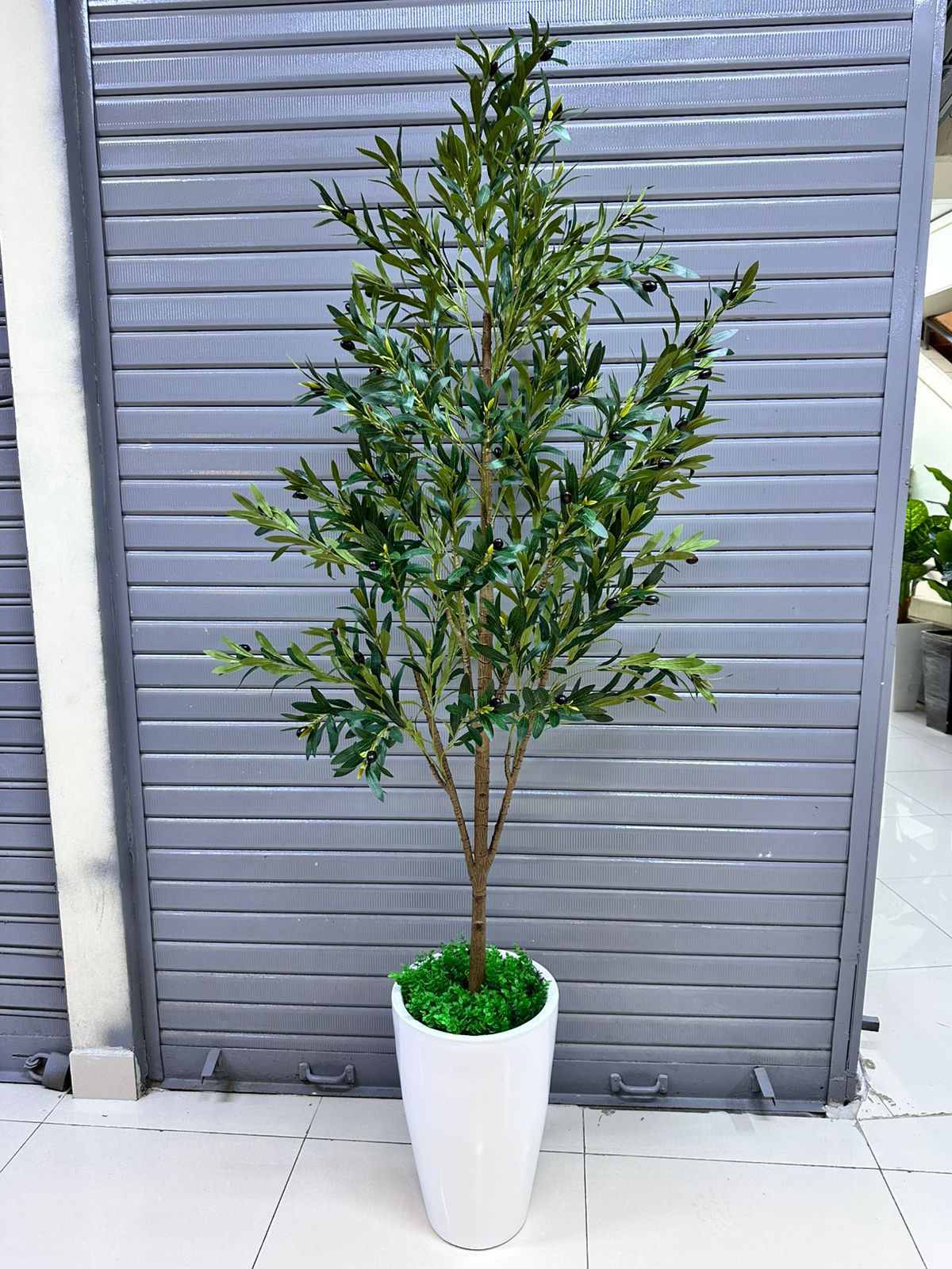 Planta de olivo + Maceta fibra de vidrio | 200cm