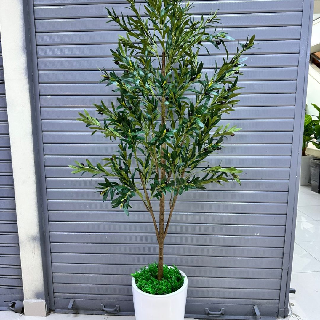 Planta de olivo + Maceta fibra de vidrio | 200cm