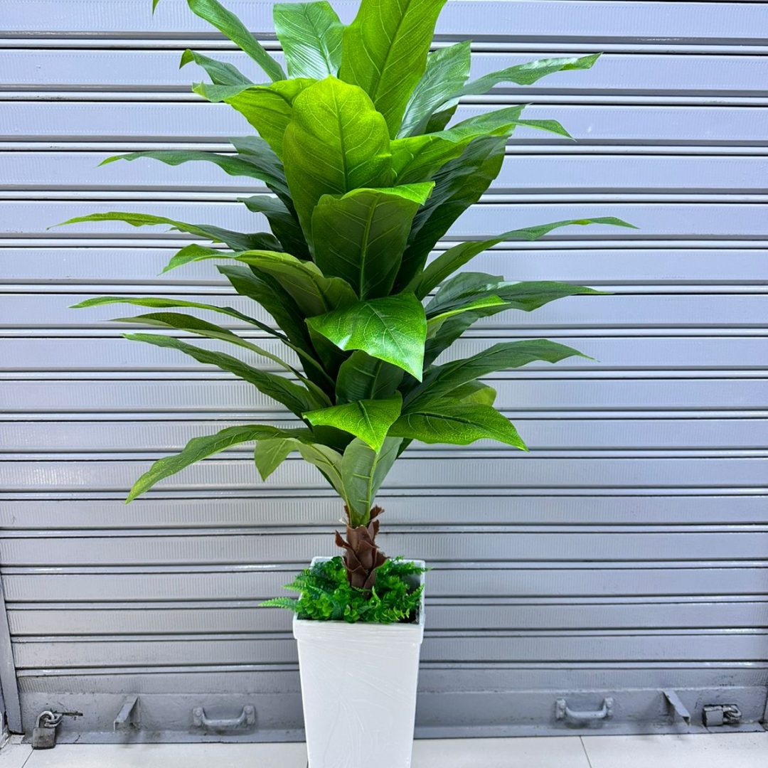 Planta Nido de Ave + Maceta de trupan | 145cm
