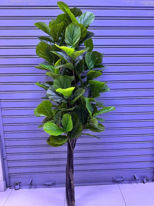 Plantas Ficus Lyrata | 180cm — Plantas Artificiales