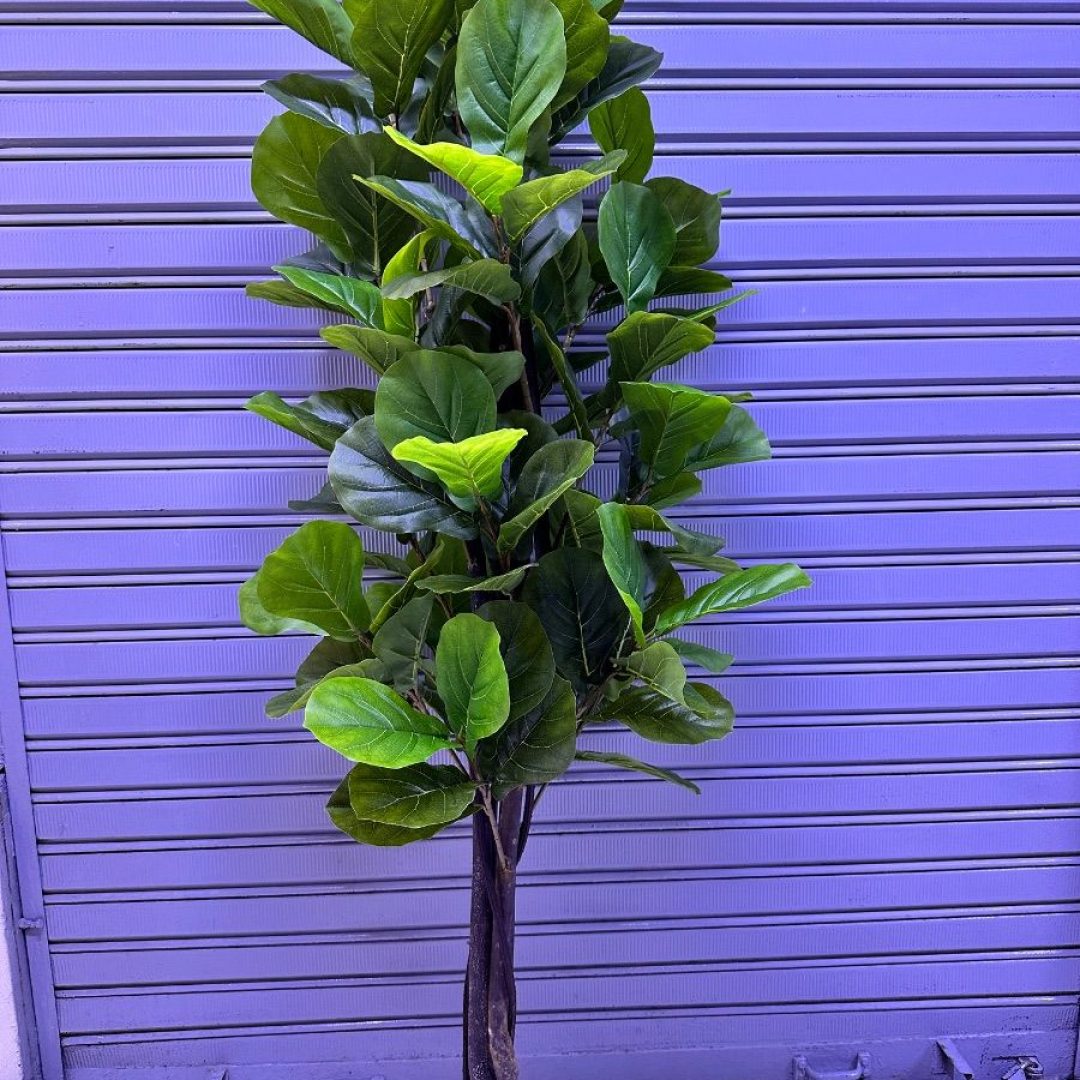Plantas Ficus Lyrata | 180cm