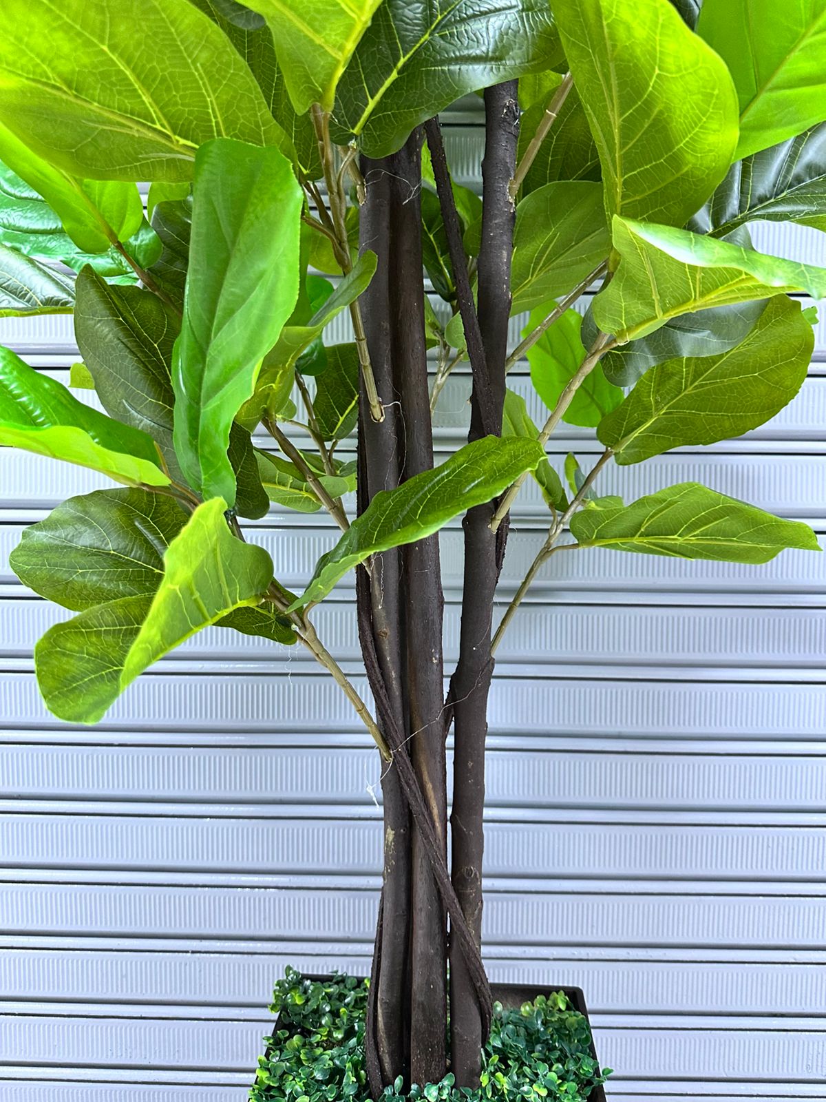 Planta Ficus Lyrata | Maceta de trupan | 200cm