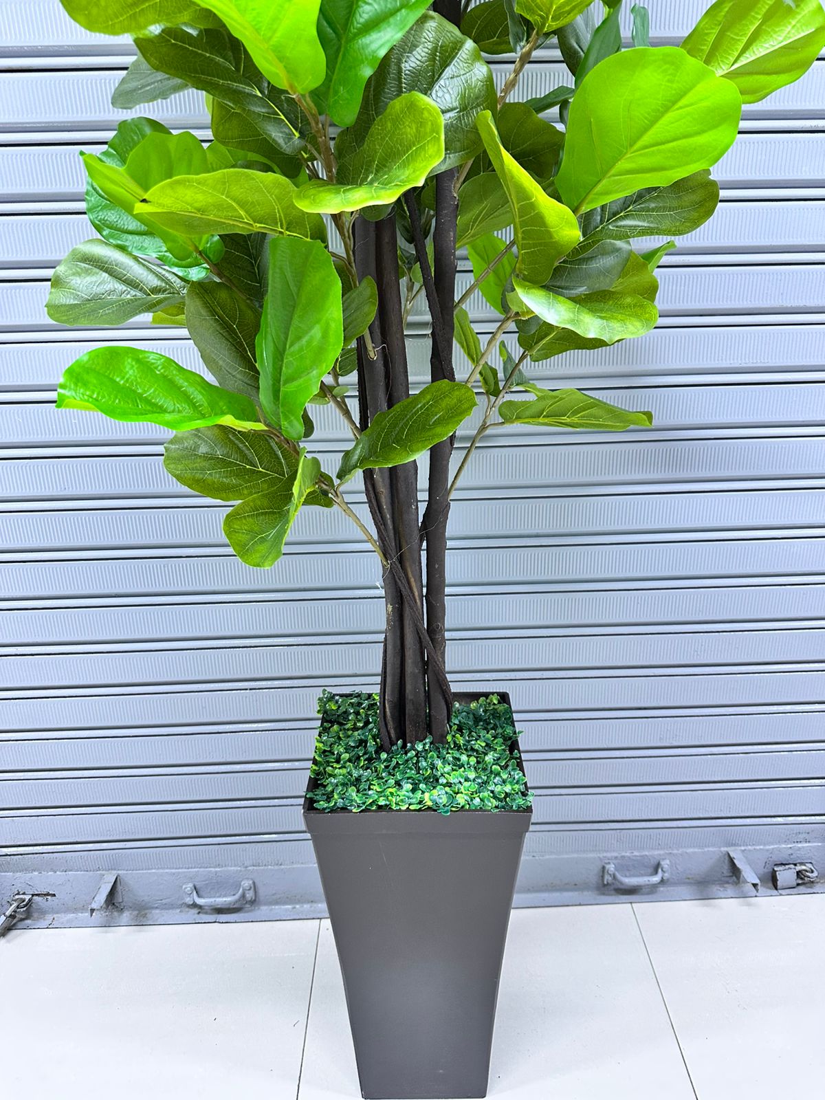 Planta Ficus Lyrata | Maceta de trupan | 200cm
