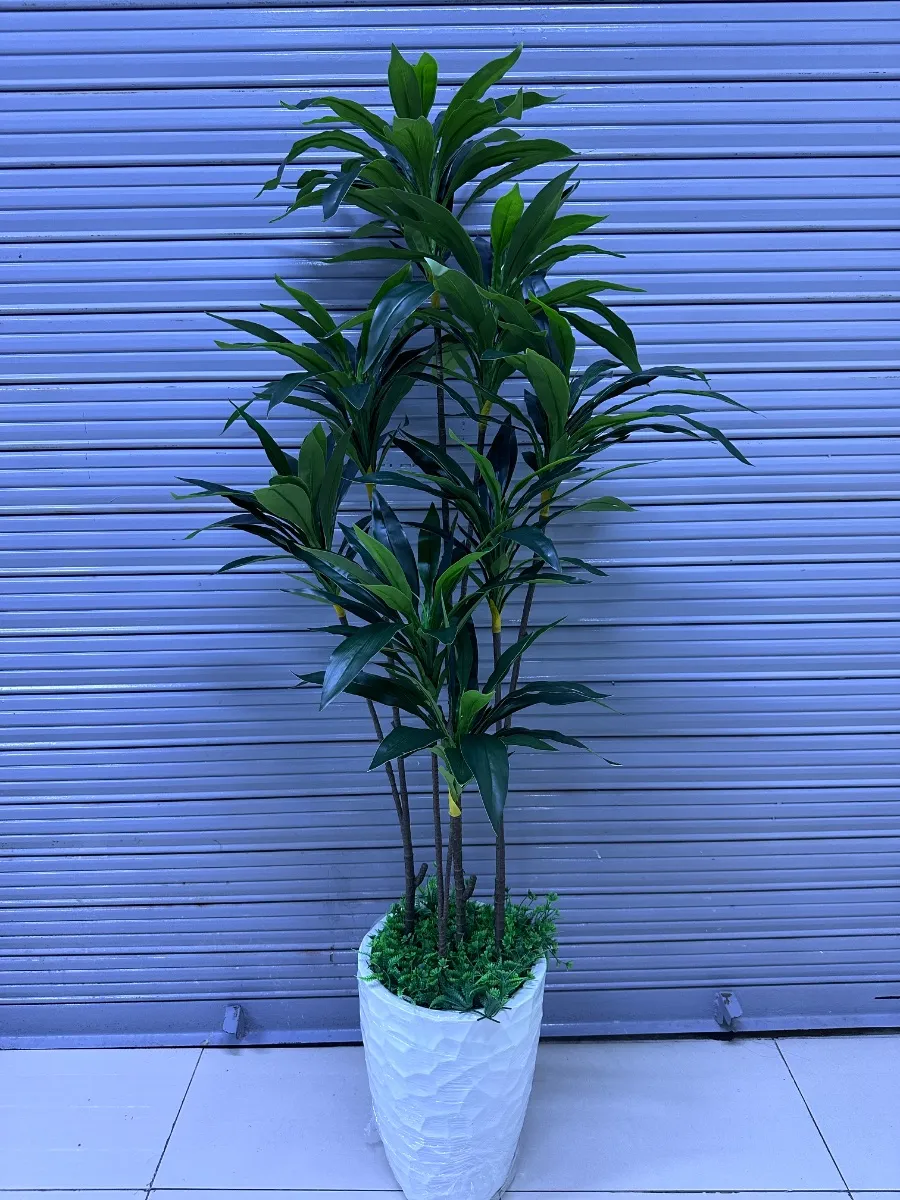 Dracenia x 8 cabezas + Base de  fibra de vidrio