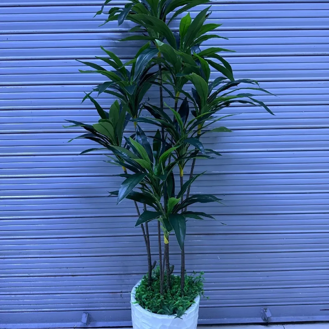 Dracenia x 8 cabezas + Base de fibra de vidrio