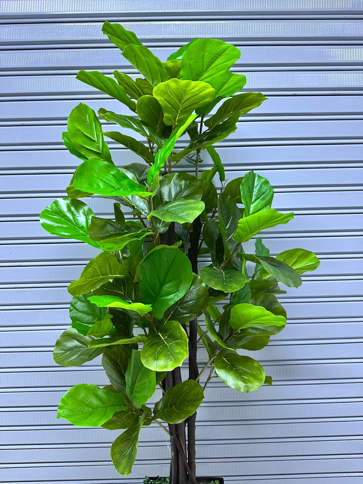 Planta Ficus Lyrata | Maceta de trupan | 200cm