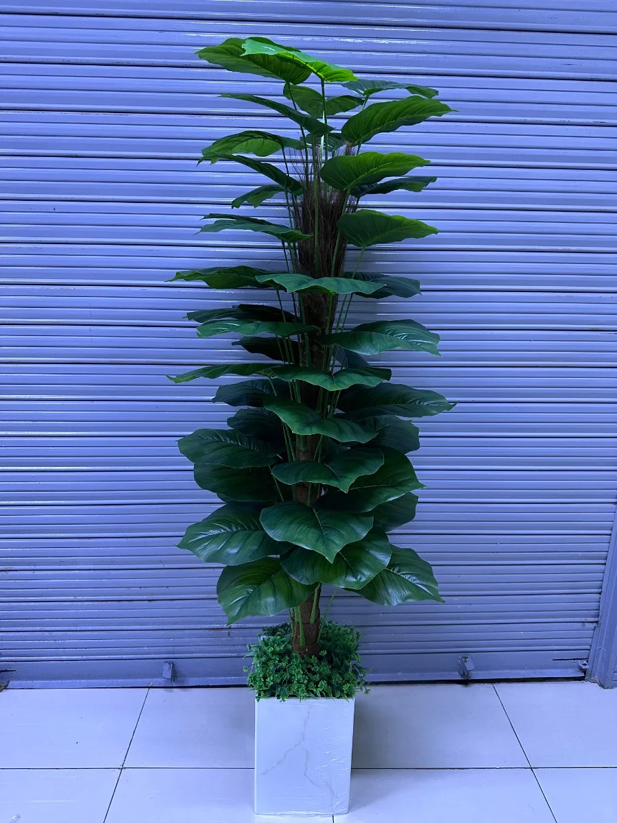 Oreja de elefante con tallos de fibra de coco