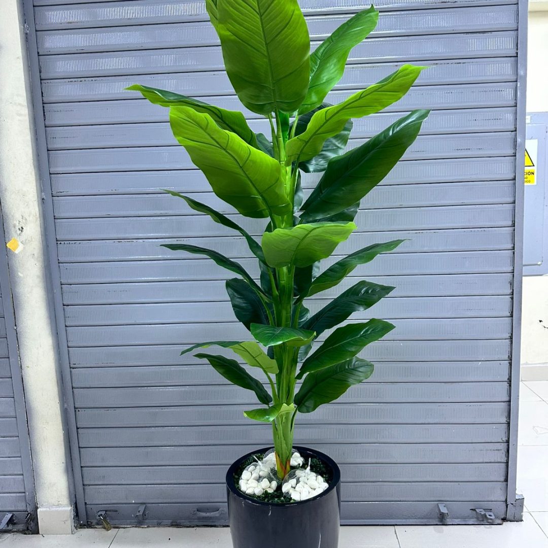Planta Achira | base de fibra de vidrio | 200cm