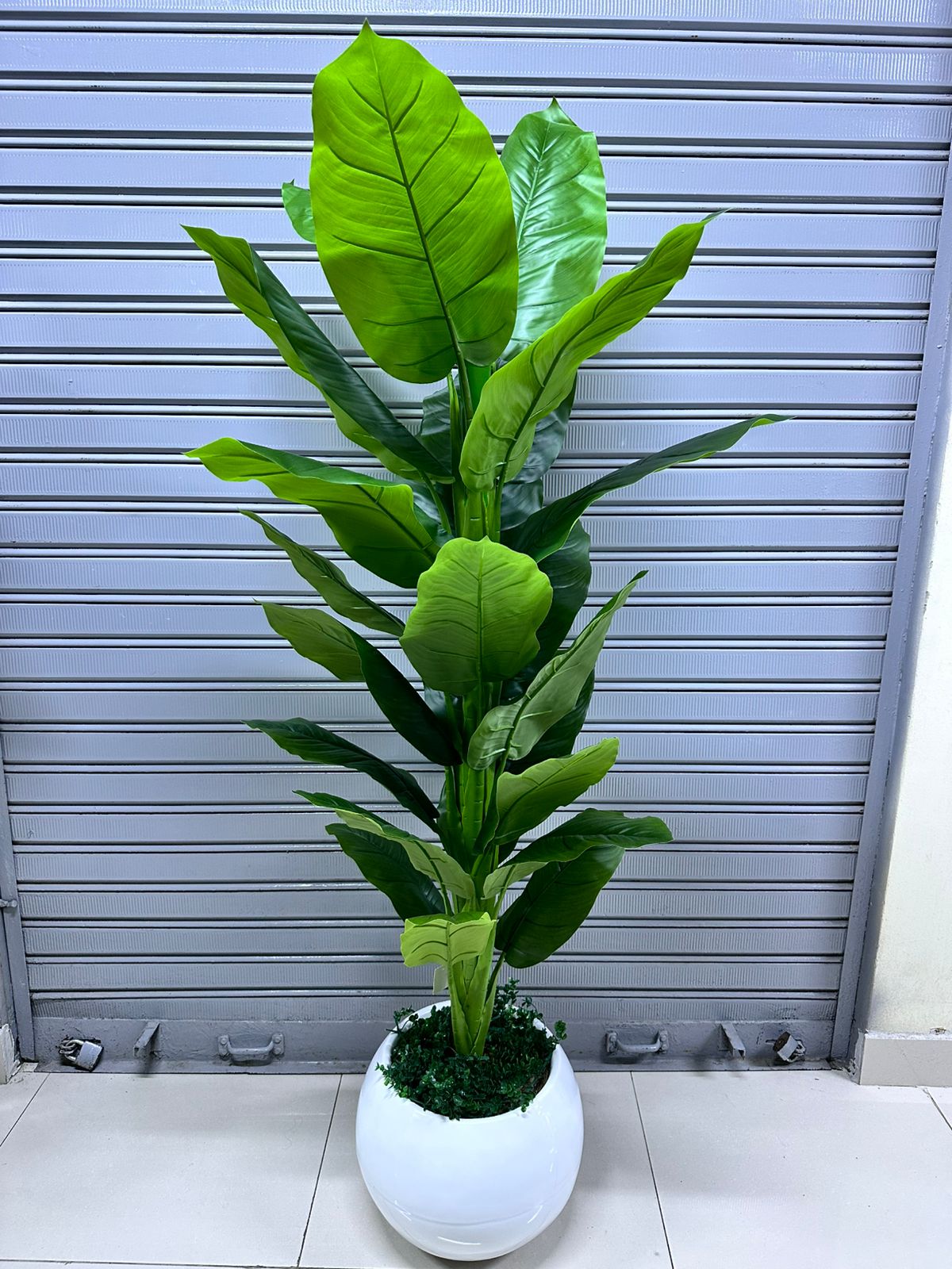 Planta Achira | Maceta CIRCULAR de fibra de vidrio | 180cm