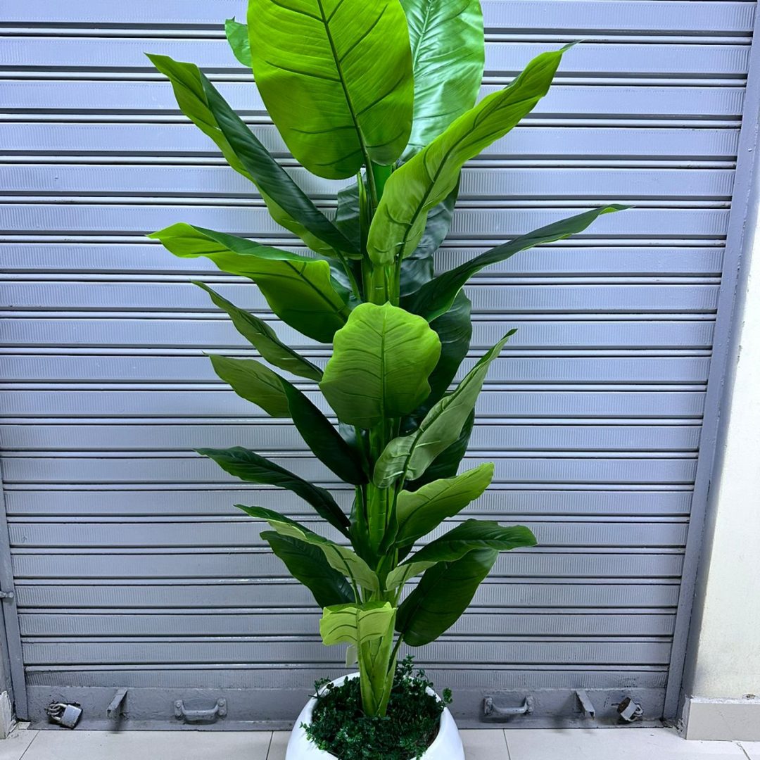 Planta Achira | Maceta CIRCULAR de fibra de vidrio | 180cm