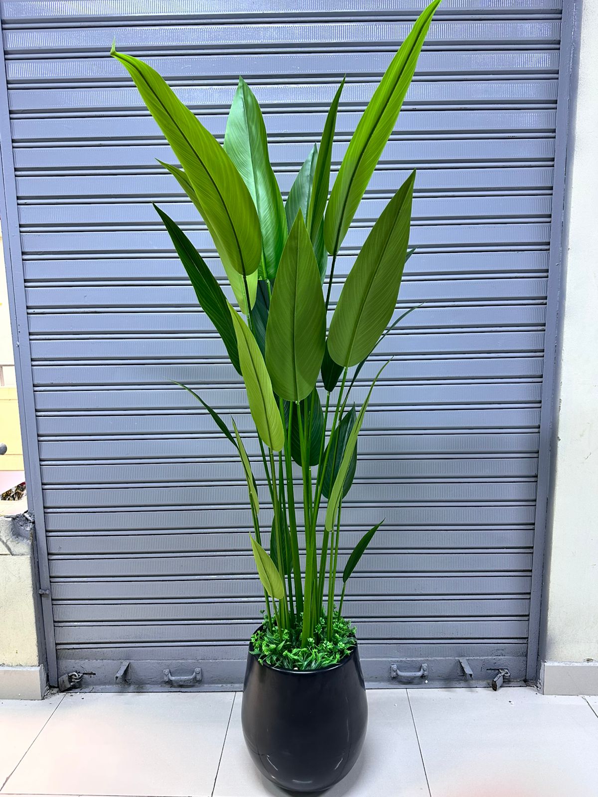 Planta Canna + Maceta fibra de vidrio | 200cm