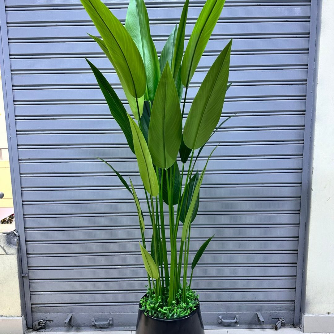 Planta  Canna + Maceta  fibra de vidrio | 200cm