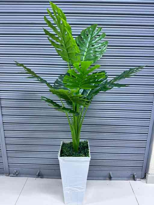 Planta Costilla de Adan x 10hojas + Maceta de trupan  | 140cm