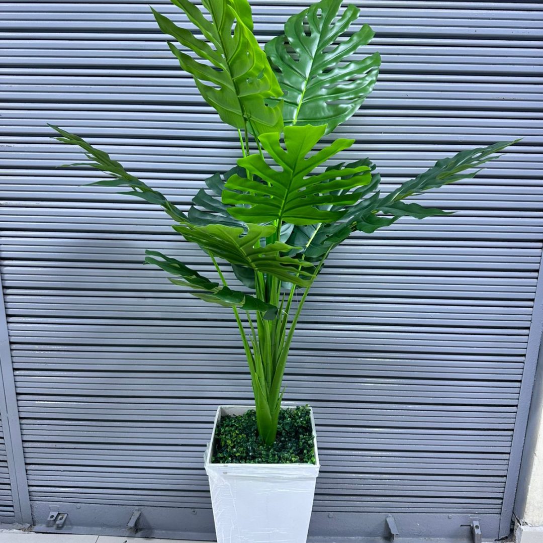 Planta Costilla de Adan x 10hojas + Maceta de trupan  | 140cm