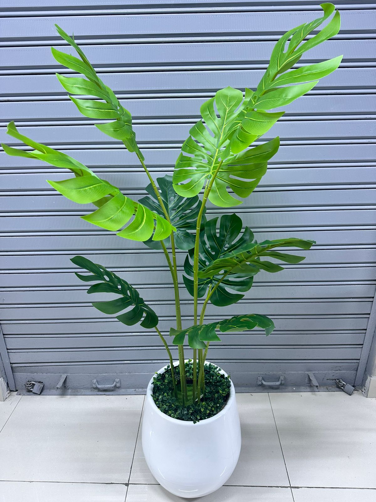 Planta Costilla de Adán + Maceta fibra de vidrio | 150cm