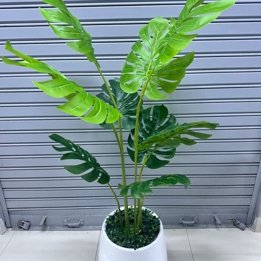 Planta Costilla de Adán  + Maceta fibra de vidrio | 150cm