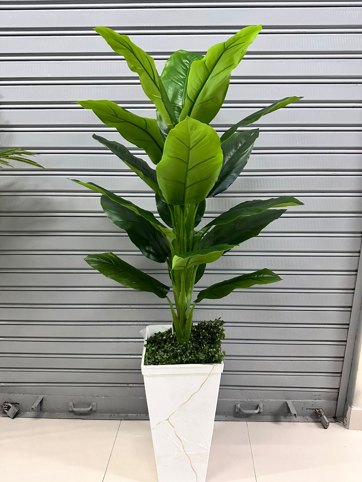 Planta de achira de 160cm