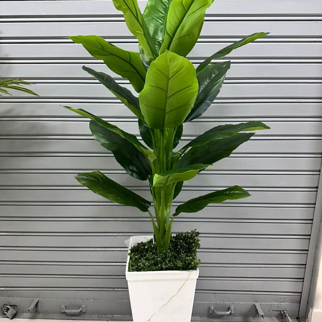 Planta de achira de 160cm