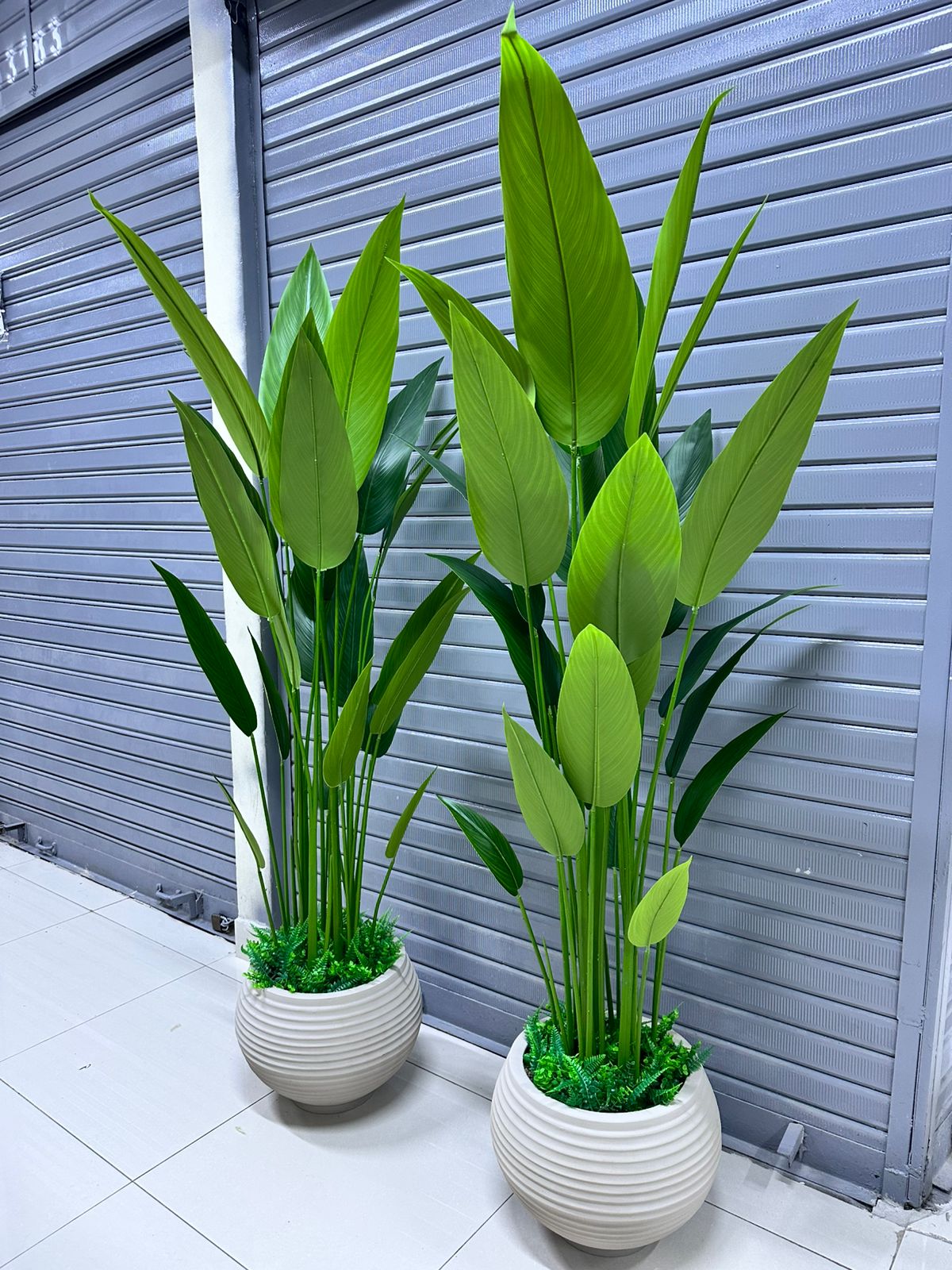 Planta de Canna + Base de fibra de vidrio Texturizaso | 180cm