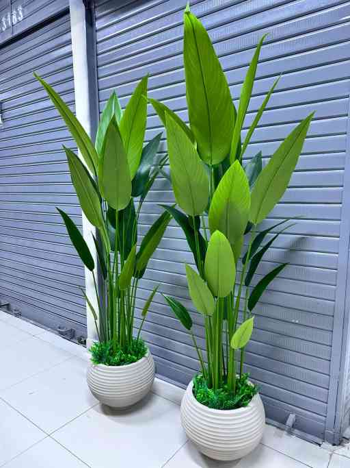 Planta de Canna + Base de  fibra de vidrio Texturizaso | 180cm