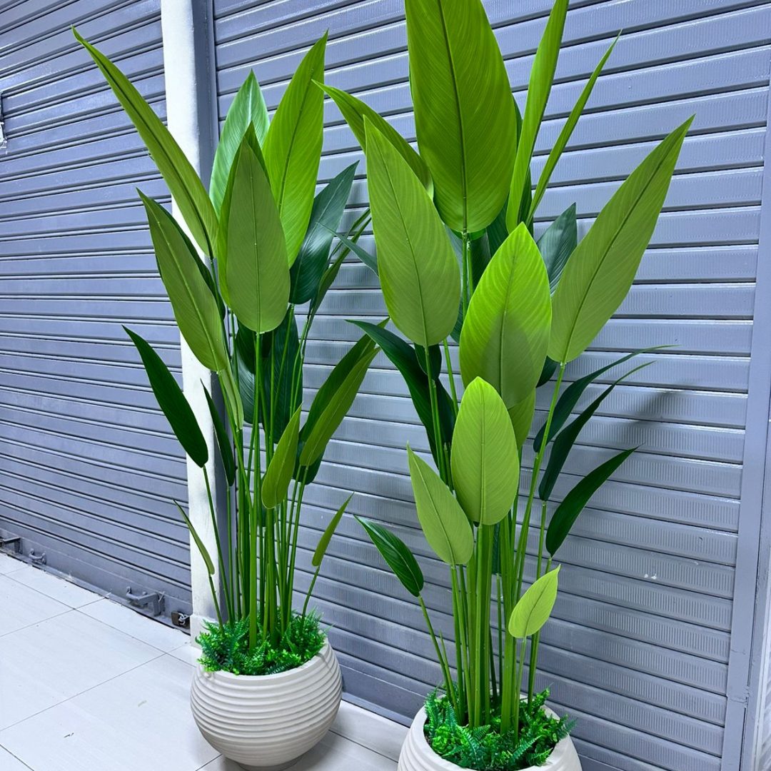 Planta de Canna + Base de  fibra de vidrio Texturizaso | 180cm
