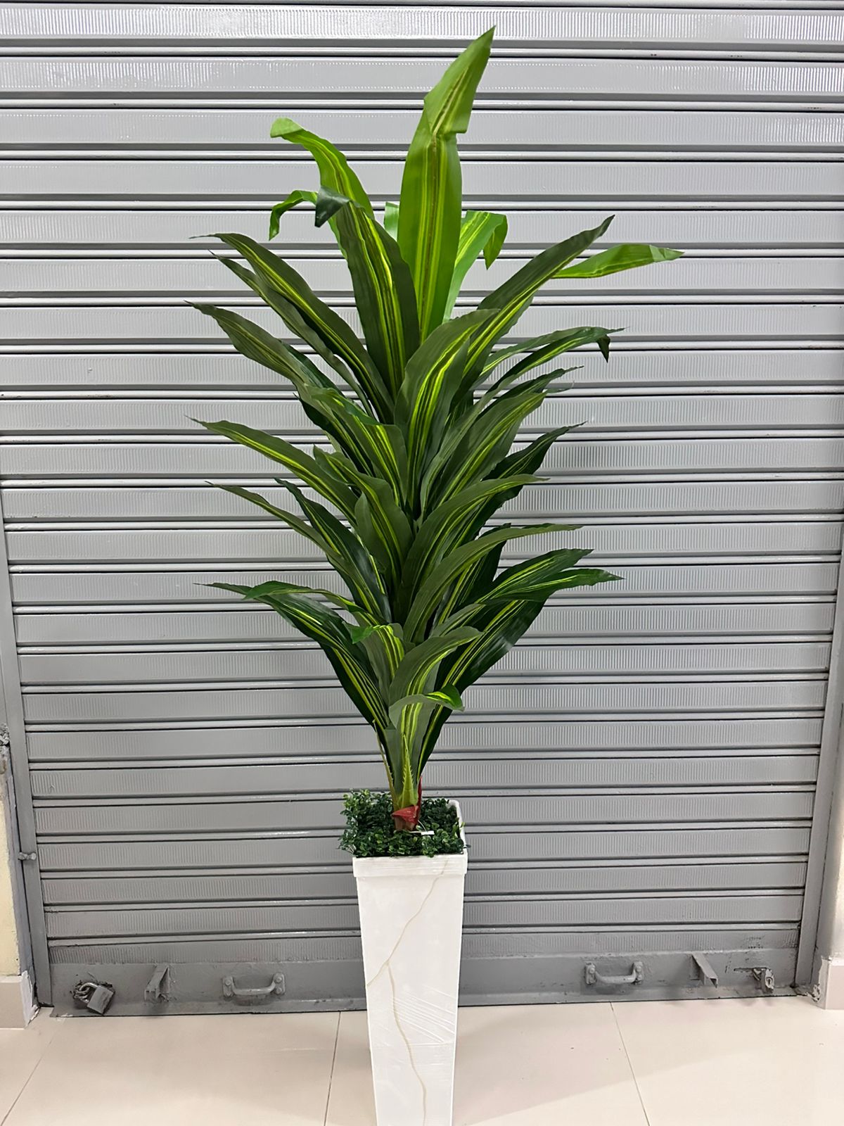 Planta Dracenia 160cm