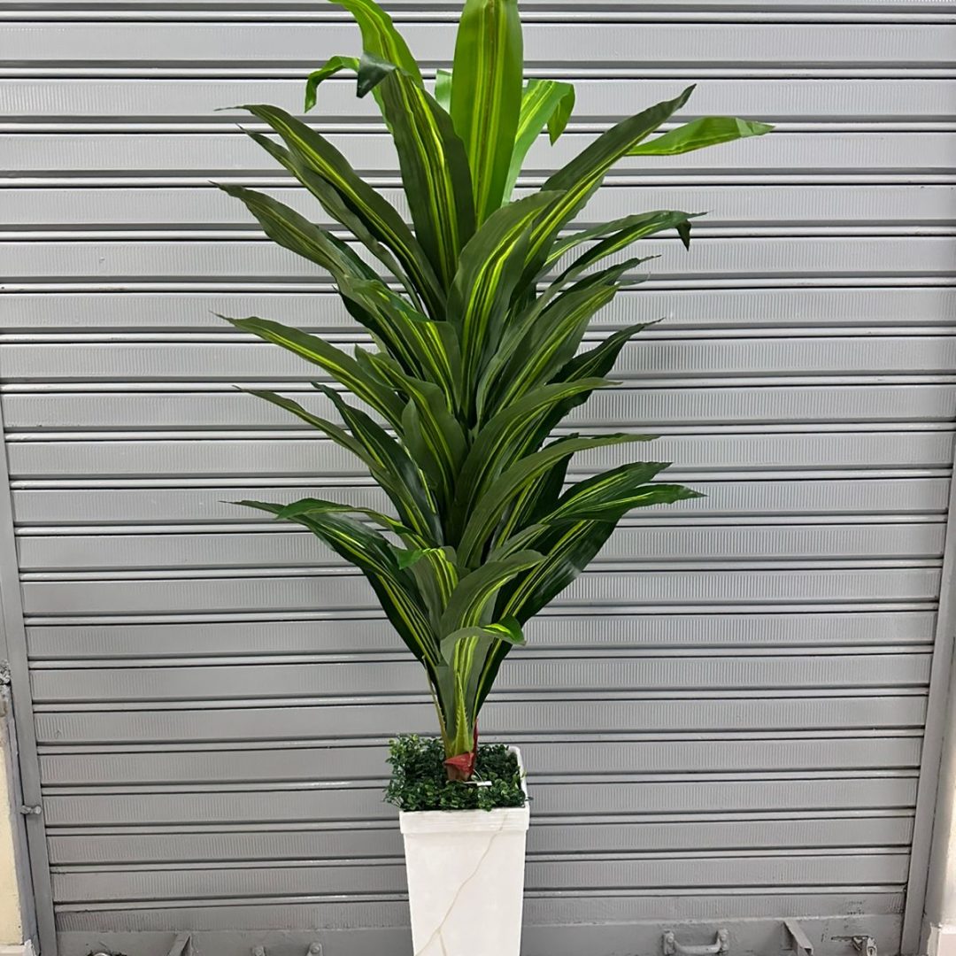 Planta Dracenia 160cm