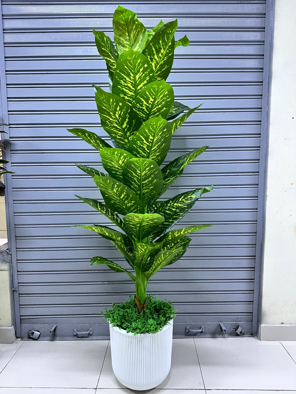 Planta Lluvia de Planta | maceta TEXTURIZADO de fibra de vidrio | 200cm