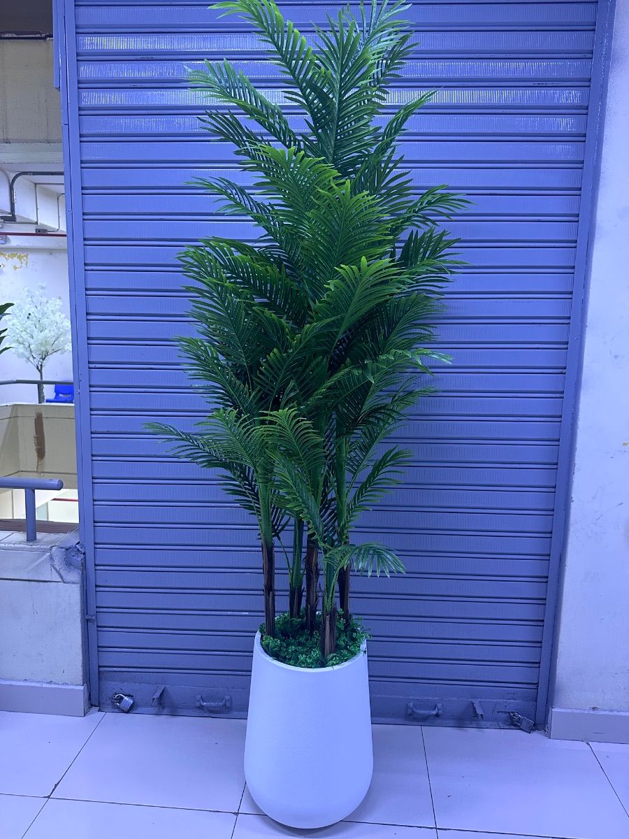 Planta Palmera x5 tallos + Maceta de PVC | 220cm