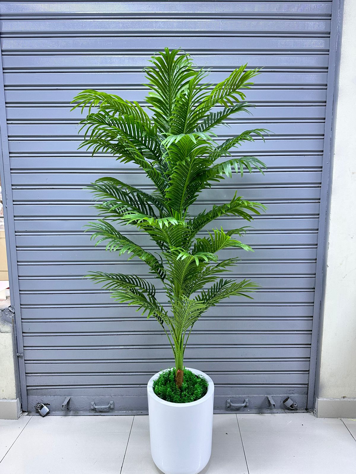Planta Palmera + Maceta fibra de vidrio | 200cm