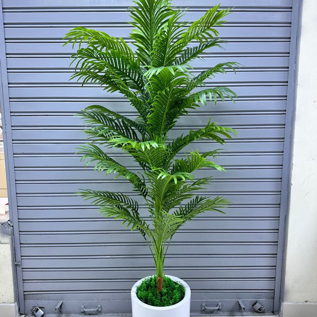 Planta Palmera + Maceta fibra de vidrio |  200cm