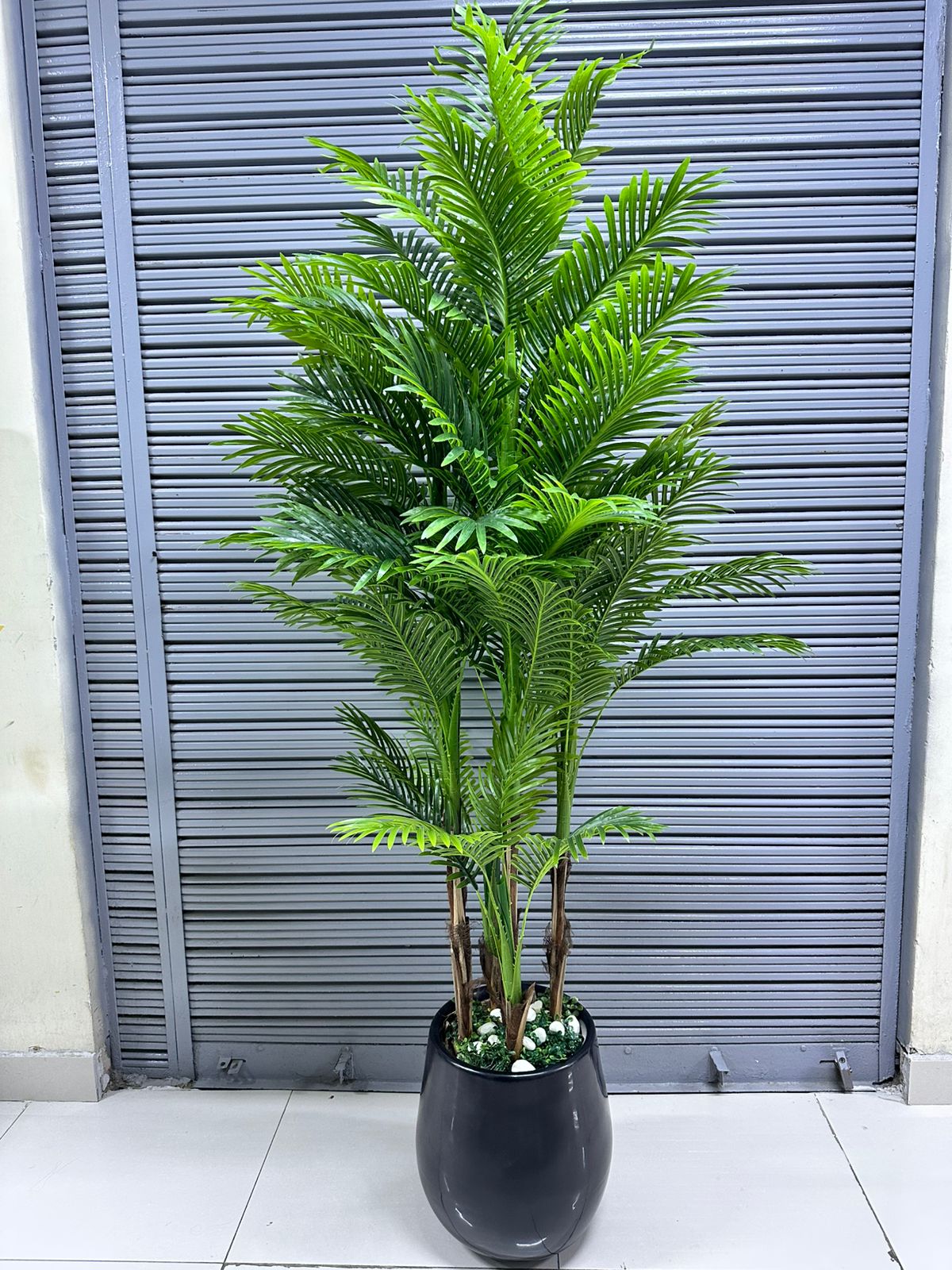 Planta Palmera x5 tallos + Maceta fibra de vidrio | 220cm