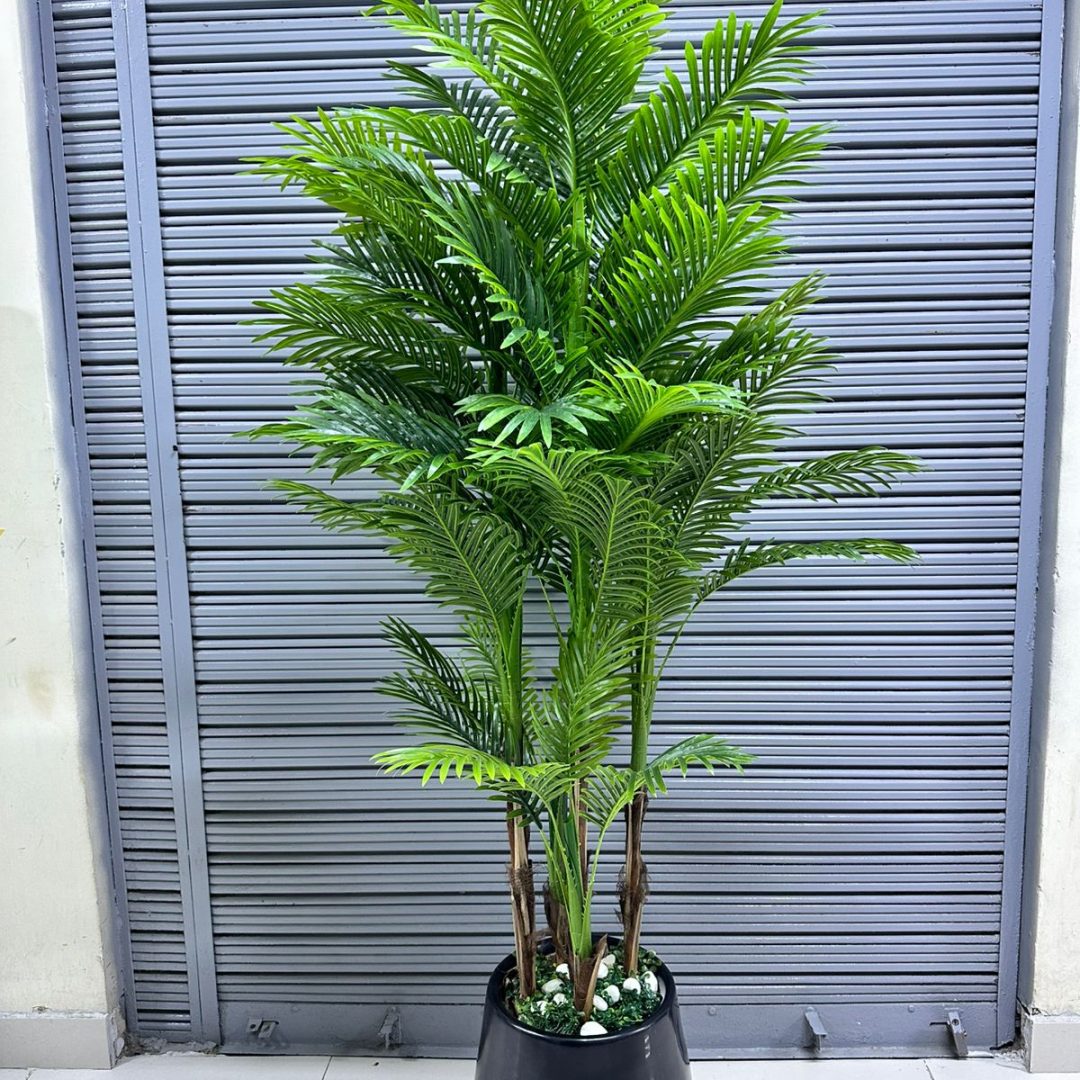 Planta Palmera x5  tallos + Maceta fibra de vidrio | 220cm