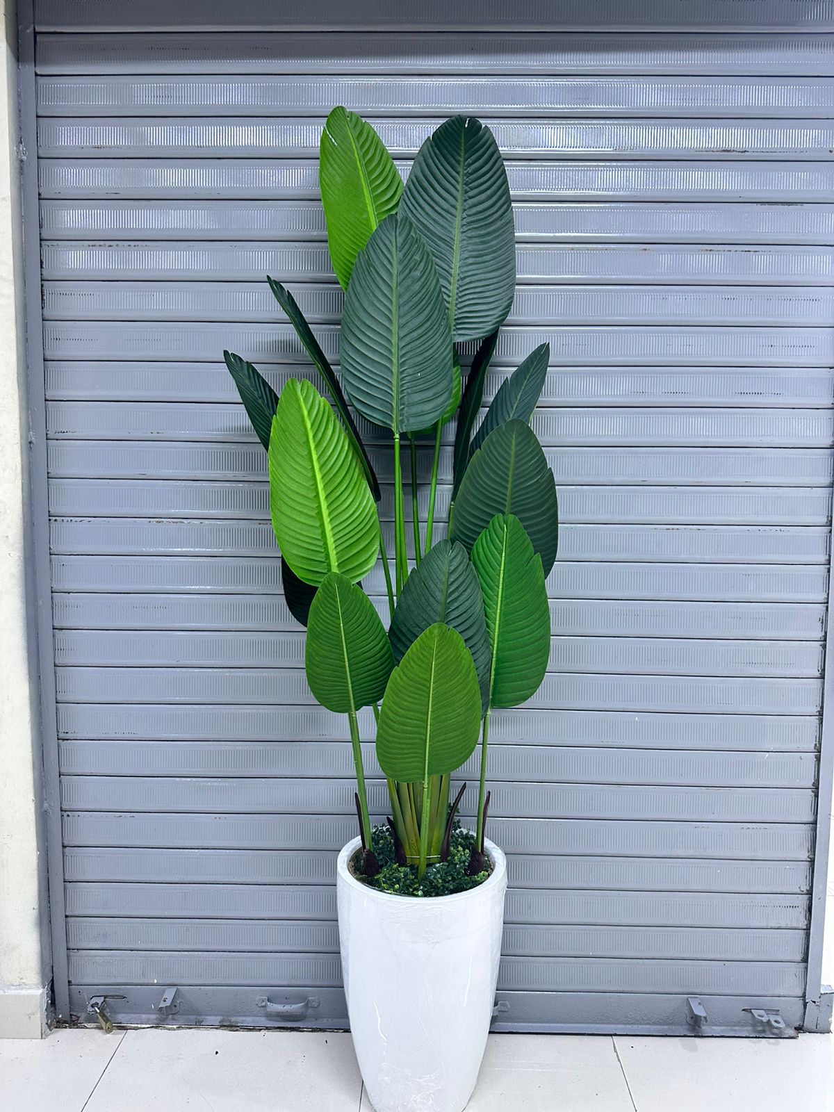 Planta Viajera + Maceta fibra de vidrio | 220cm