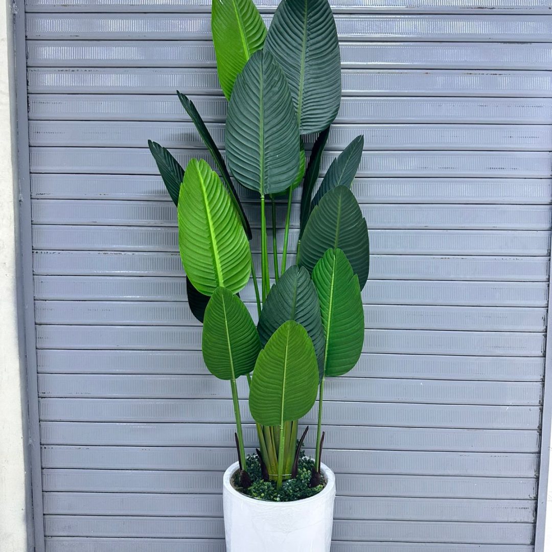 Planta Viajera + Maceta fibra de vidrio | 220cm