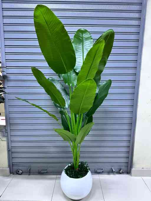 Planta viajera x 11hojas | Maceta Circular de Fibra de vidrio | 170cm — Plantas Artificiales