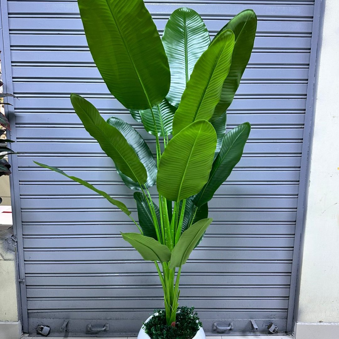 Planta viajera x 16 hojas | Maceta Circular de Fibra de vidrio | 200cm