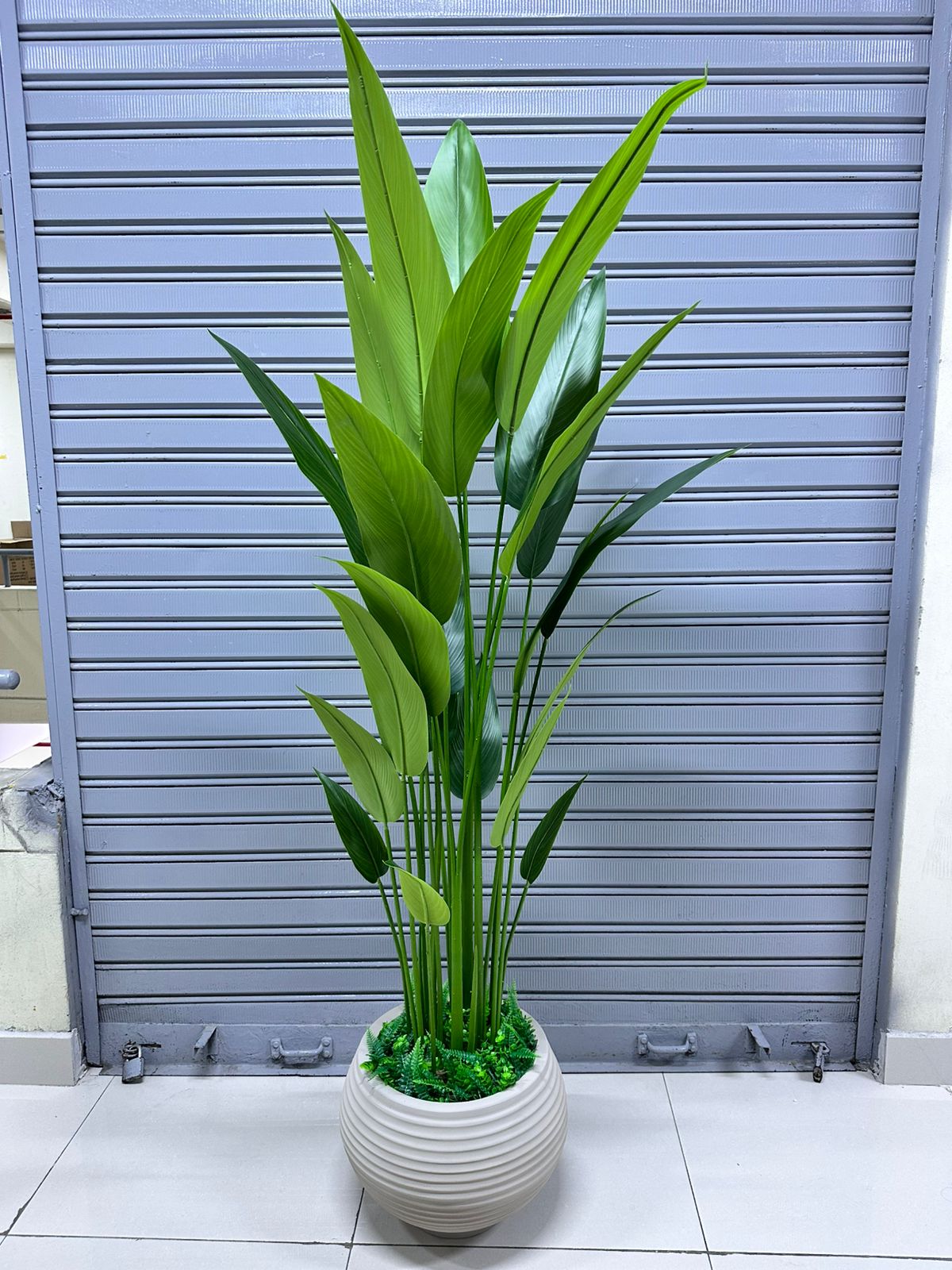 Planta de Canna + Base de fibra de vidrio Texturizaso | 180cm