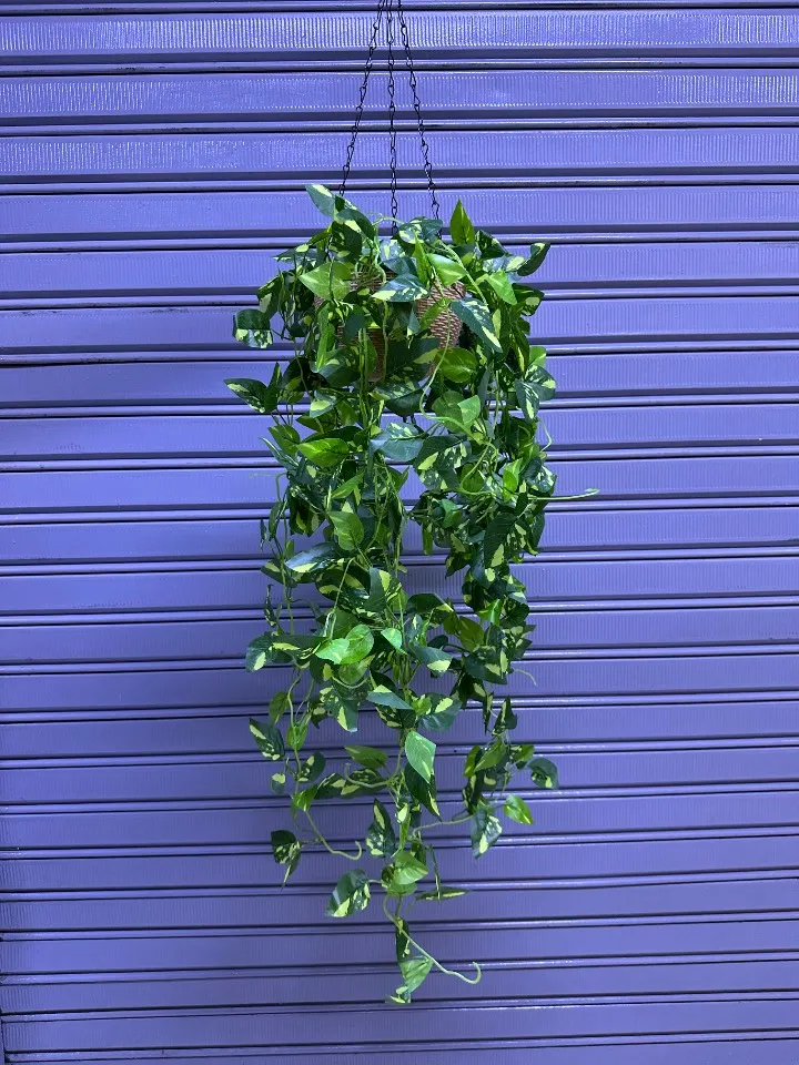 Plantas colgantes + maceta PVC
