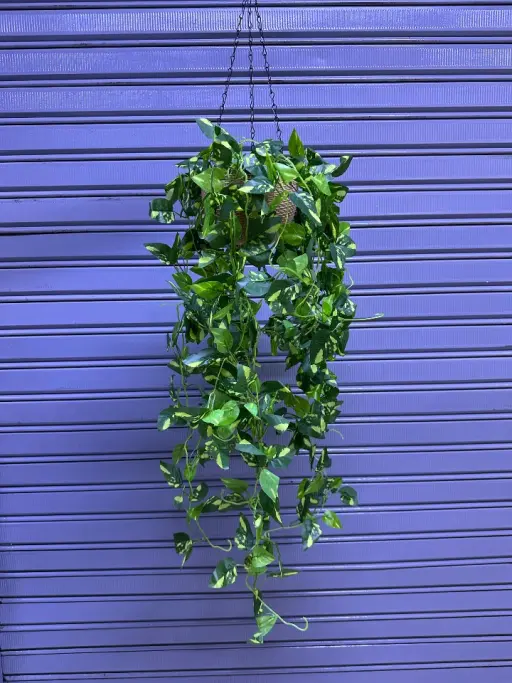 Plantas colgantes + maceta PVC — Plantas Artificiales
