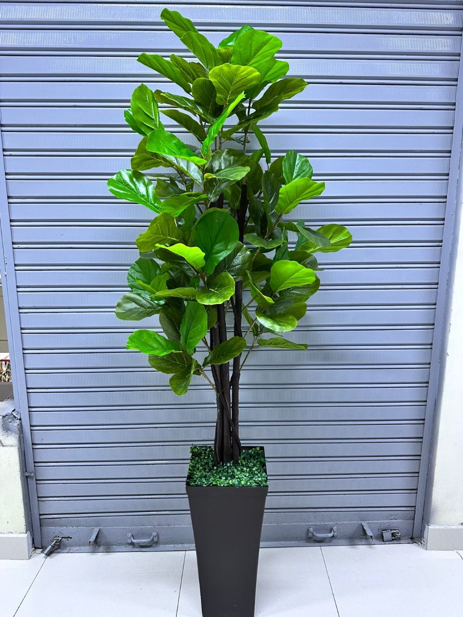 Plantas Ficus Lyrata + base TRUPAM , 200CM