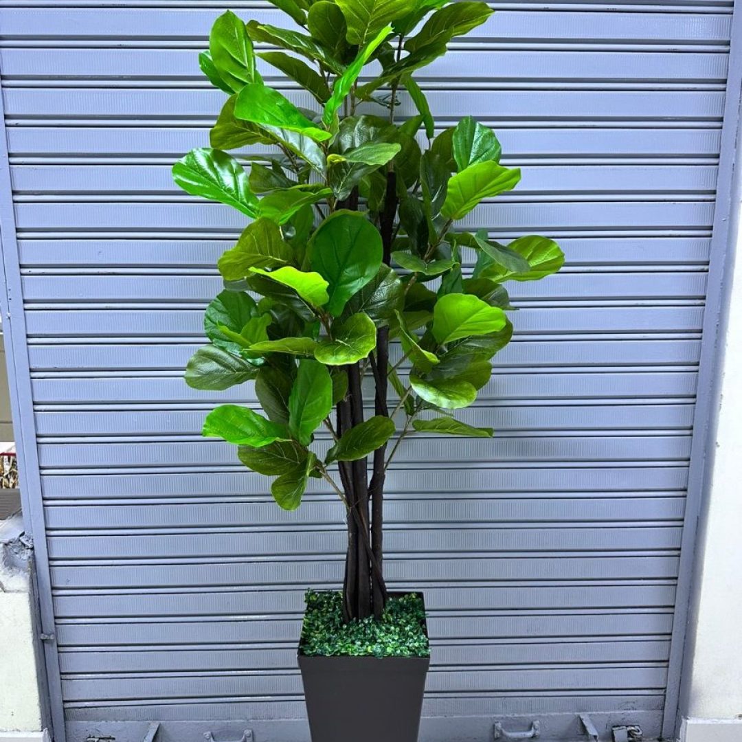 Plantas Ficus Lyrata + base TRUPAM , 200CM
