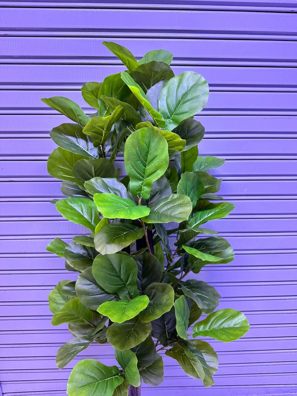Plantas Ficus Lyrata | 180cm