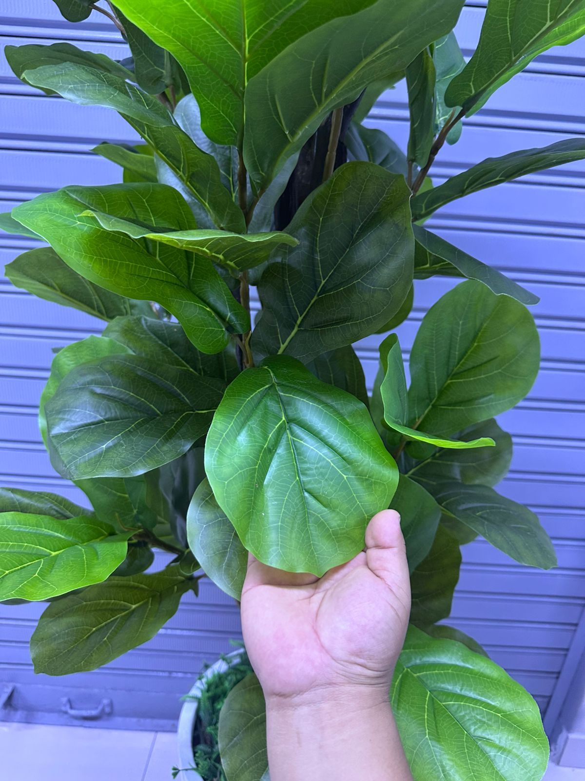Plantas Ficus Lyrata | 180cm